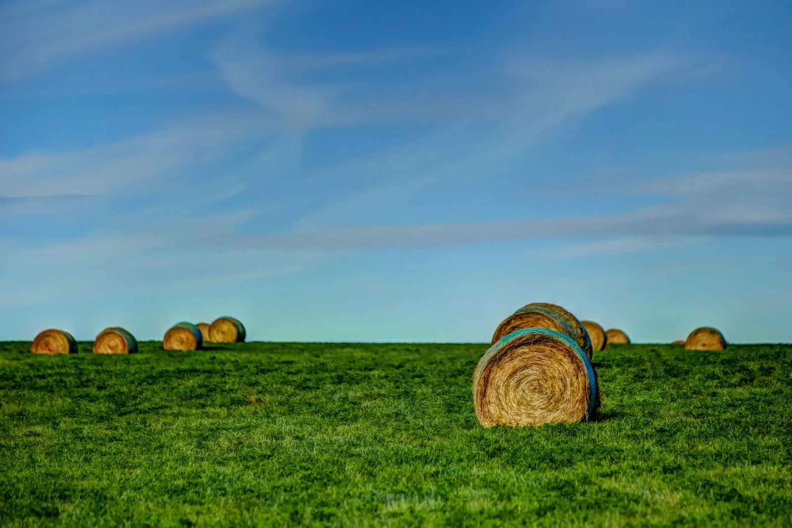 2019 Calgary Rural-55.JPG