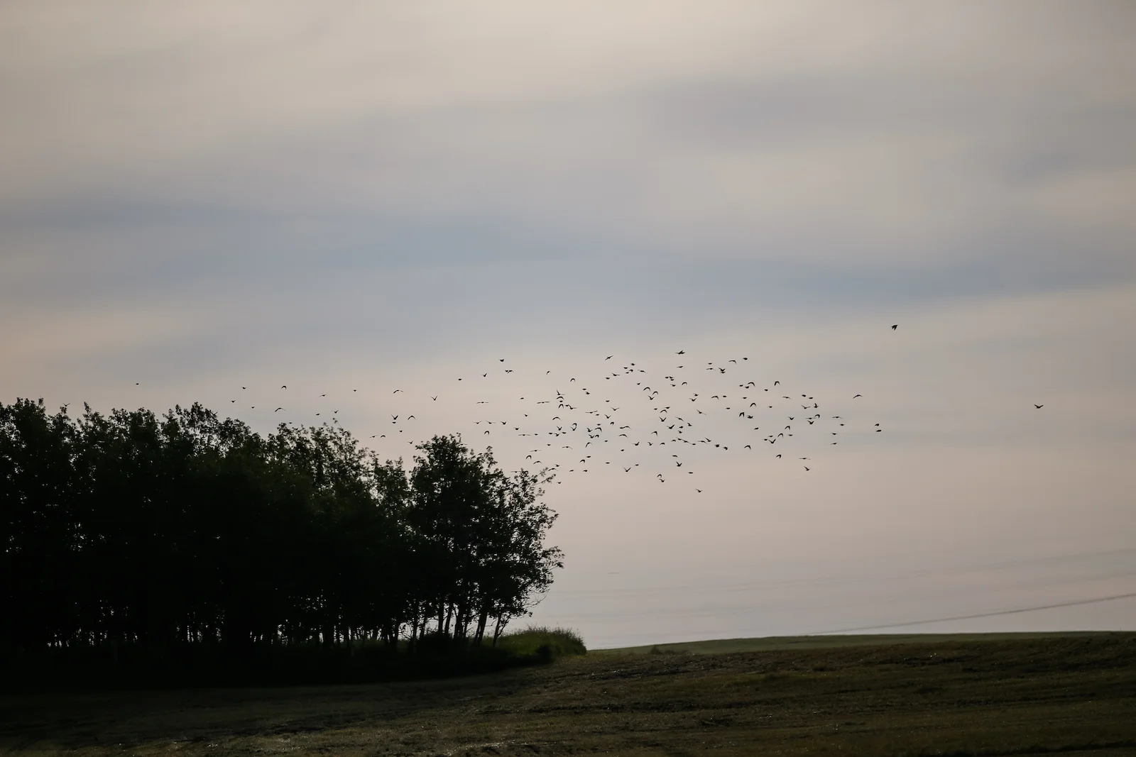 2019 Calgary Rural-57.JPG