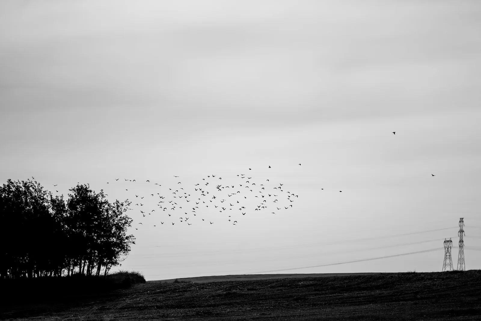 2019 Calgary Rural-60.JPG