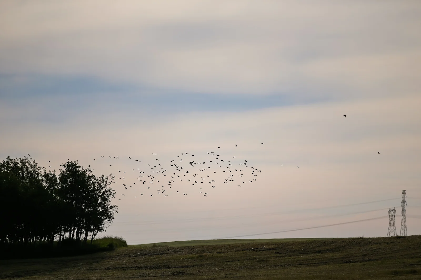 2019 Calgary Rural-59.JPG