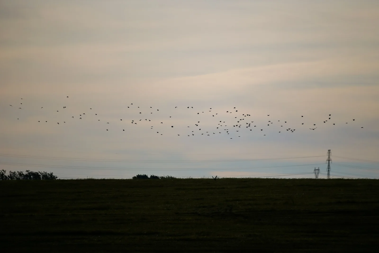 2019 Calgary Rural-61.JPG