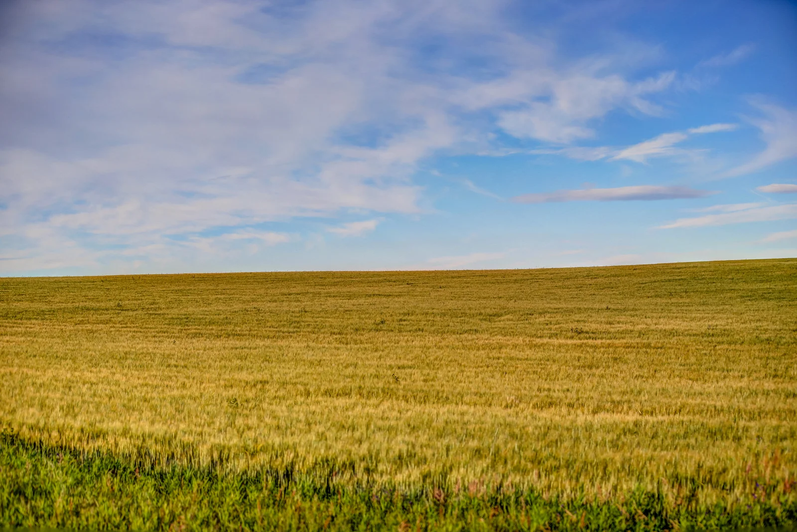 2019 Calgary Rural-62.JPG