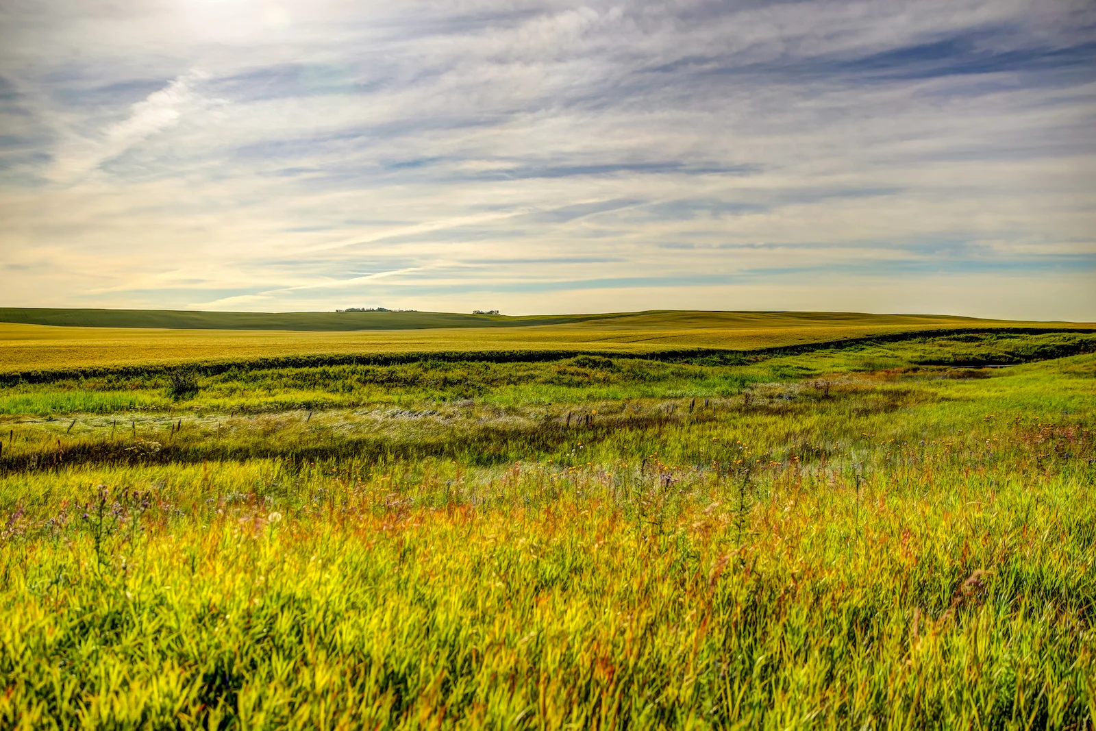 2019 Calgary Rural-73.JPG