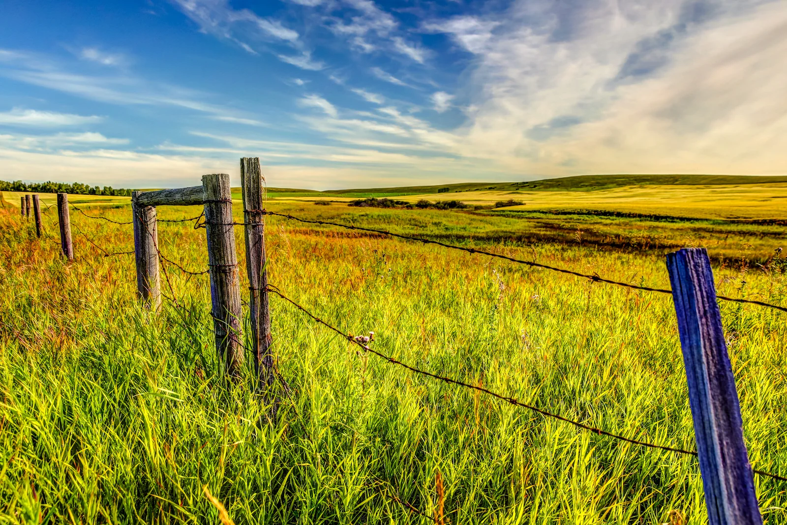 2019 Calgary Rural-74.JPG