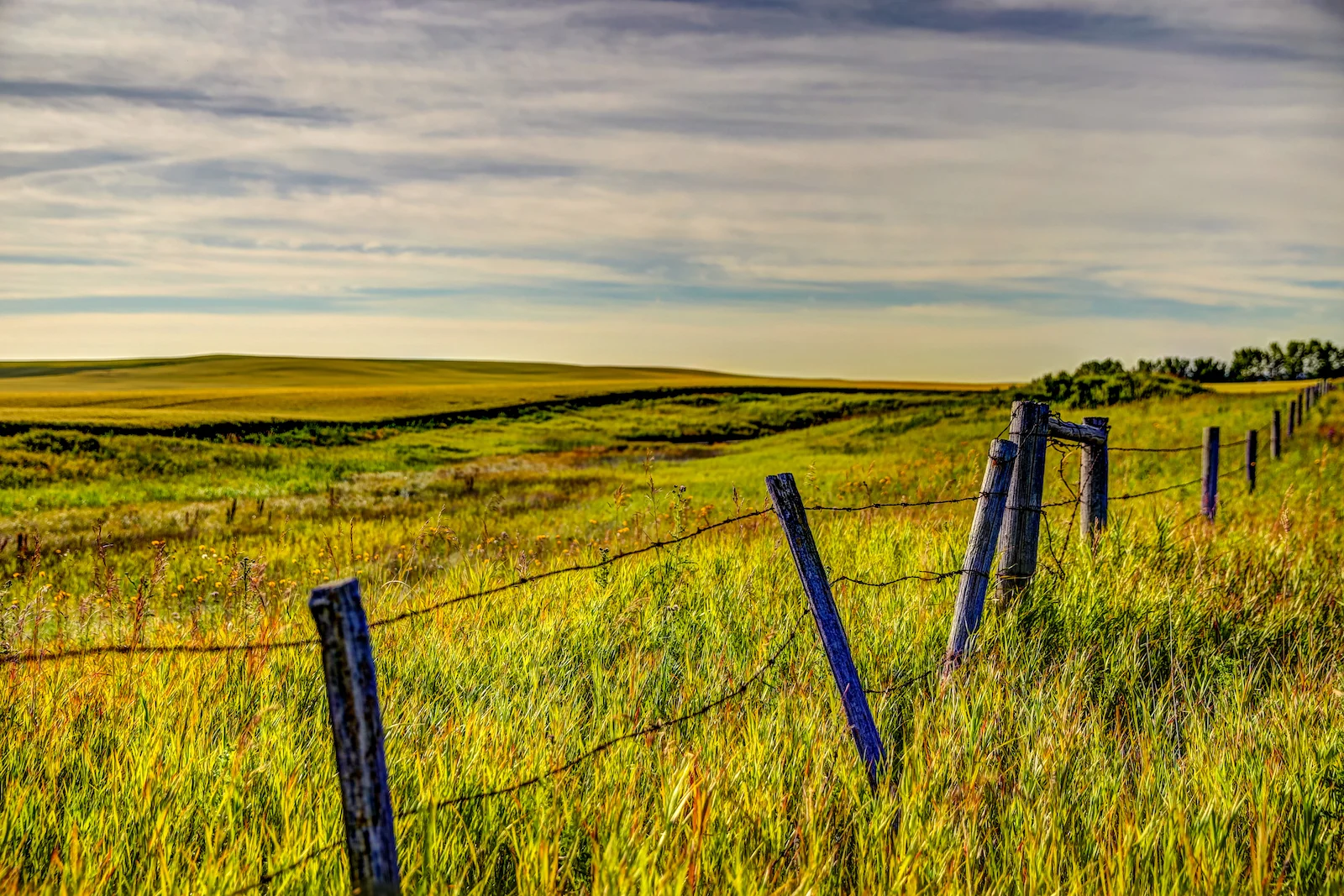 2019 Calgary Rural-76.JPG