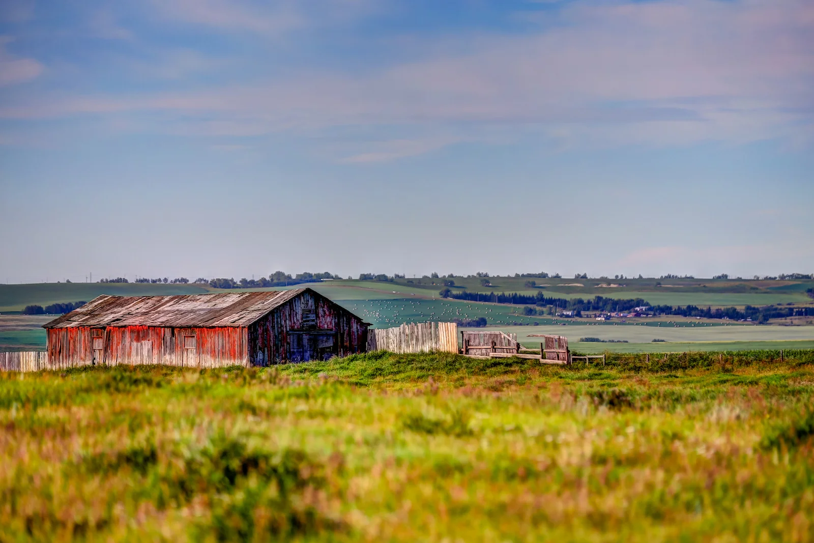 2019 Calgary Rural-78.JPG