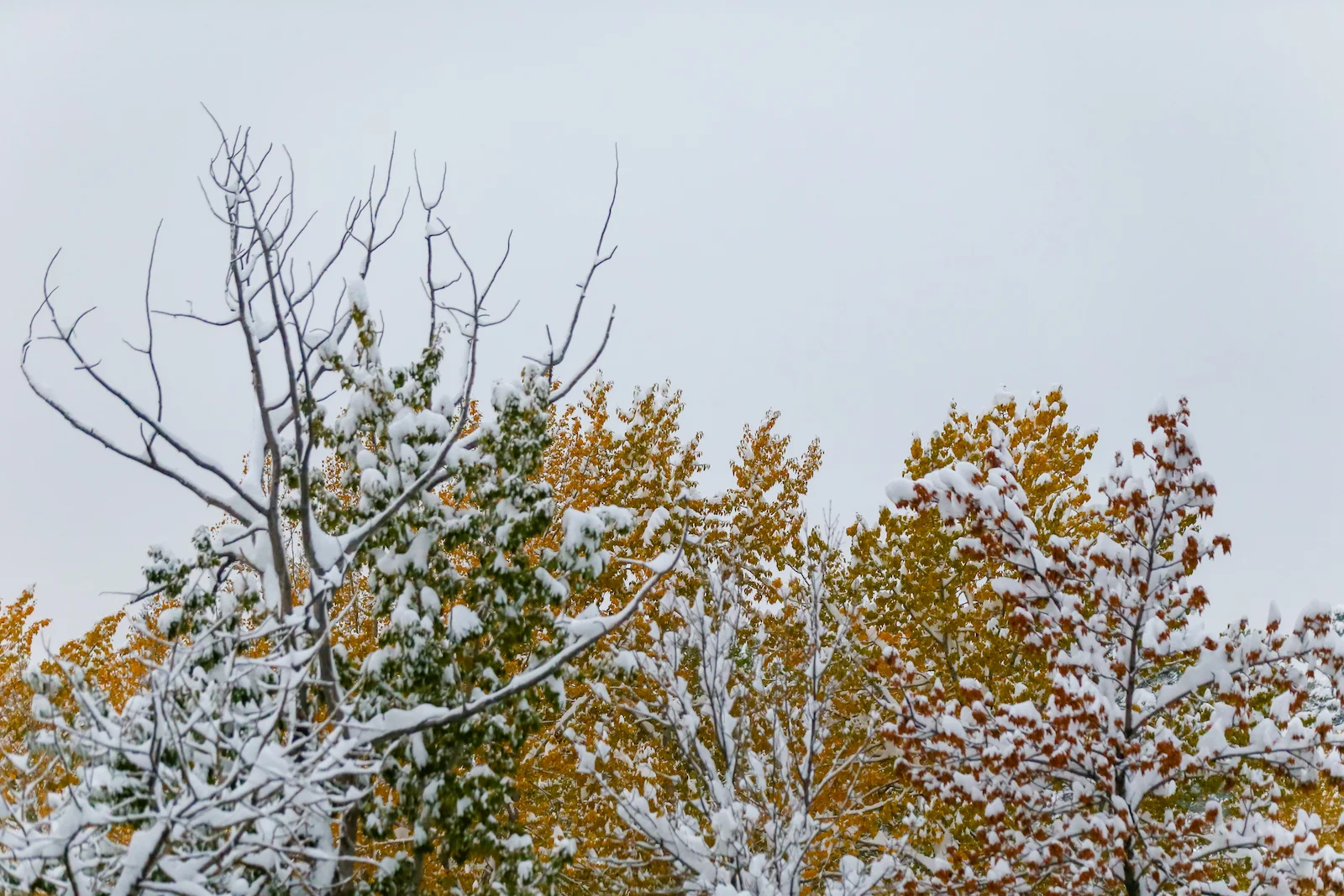 2018 OCTOBER SNOW-2.JPG