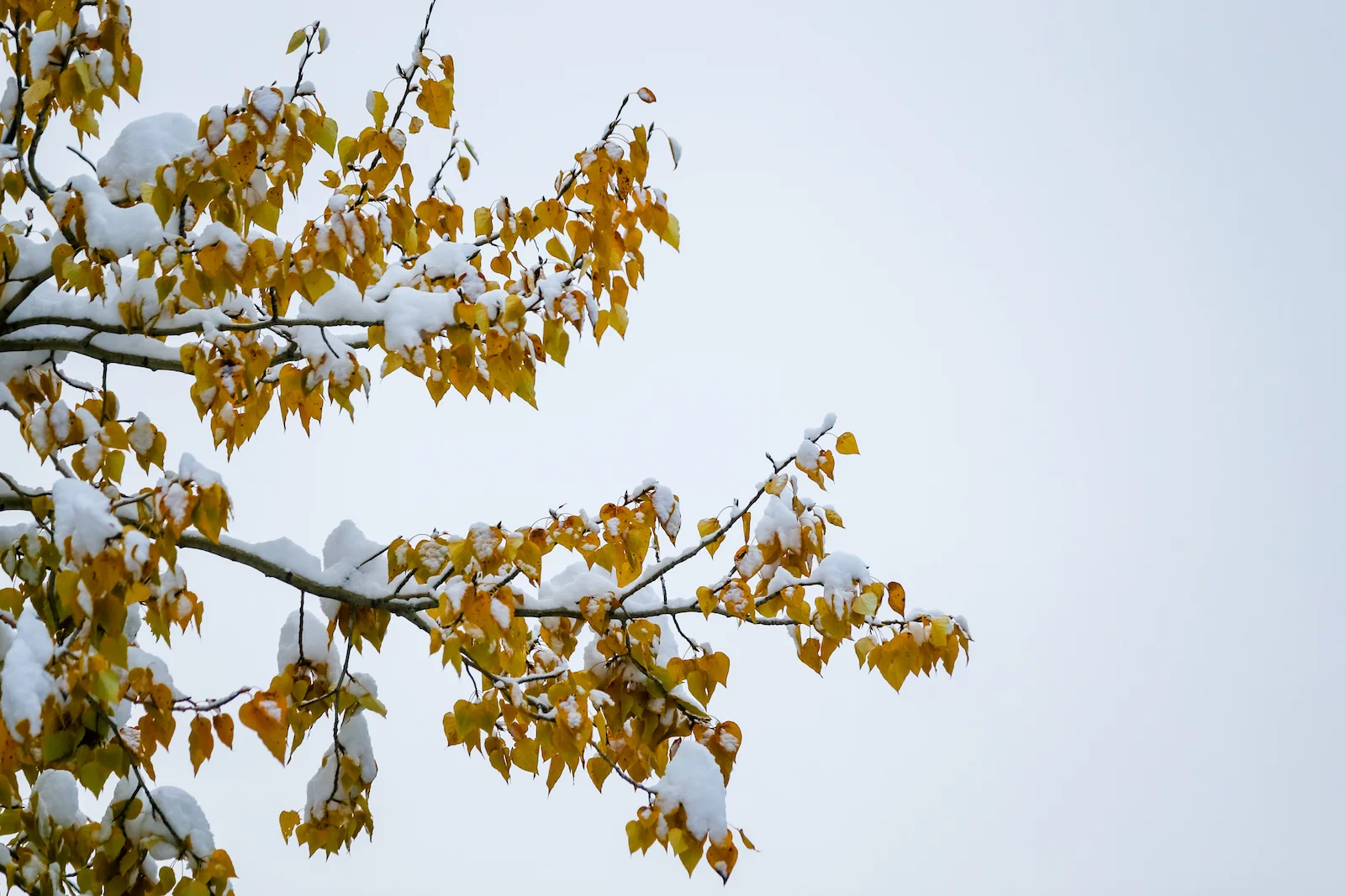 2018 OCTOBER SNOW-6.JPG