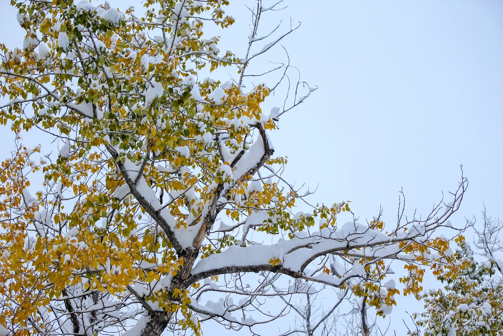 2018 OCTOBER SNOW-5.JPG