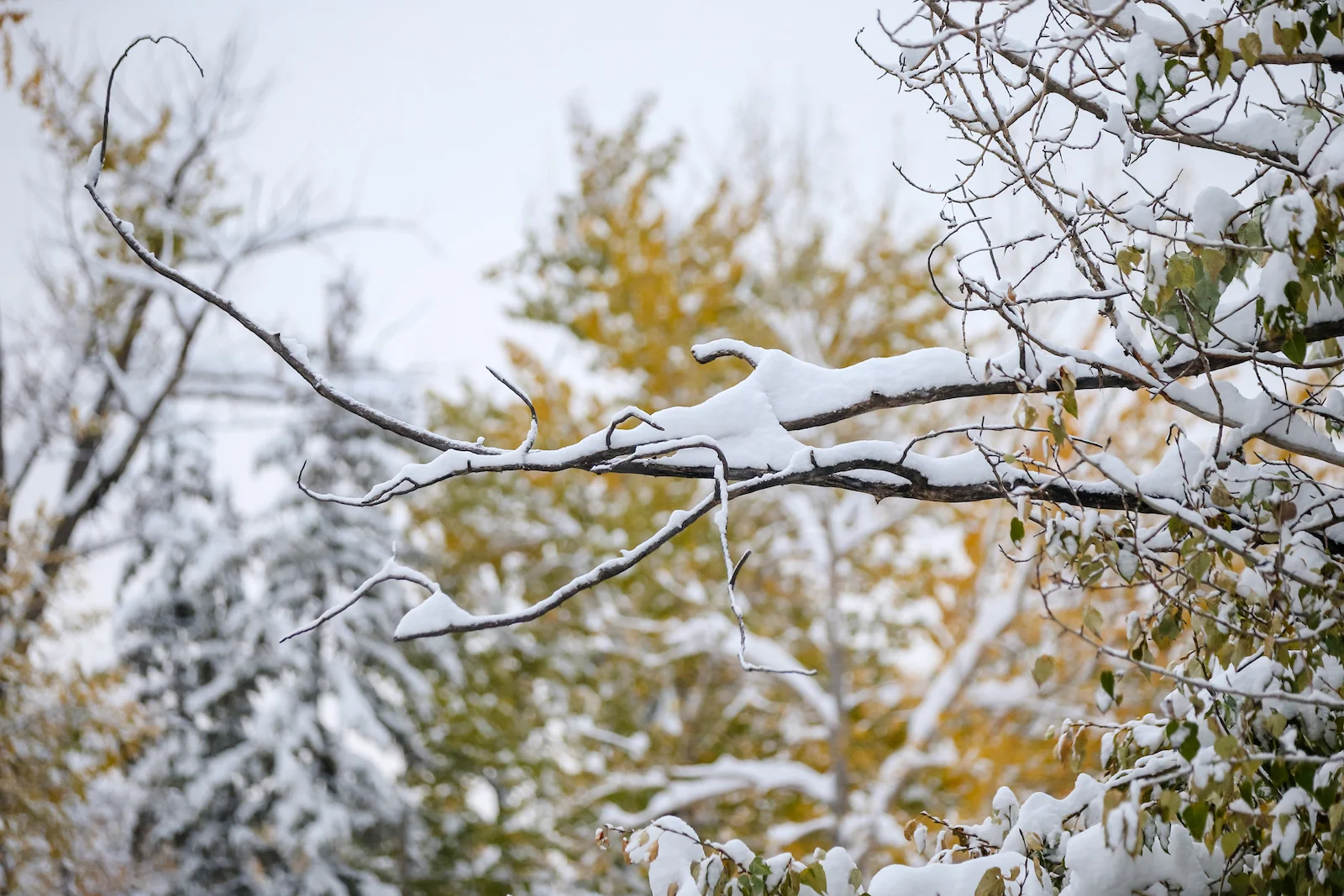 2018 OCTOBER SNOW-10.JPG