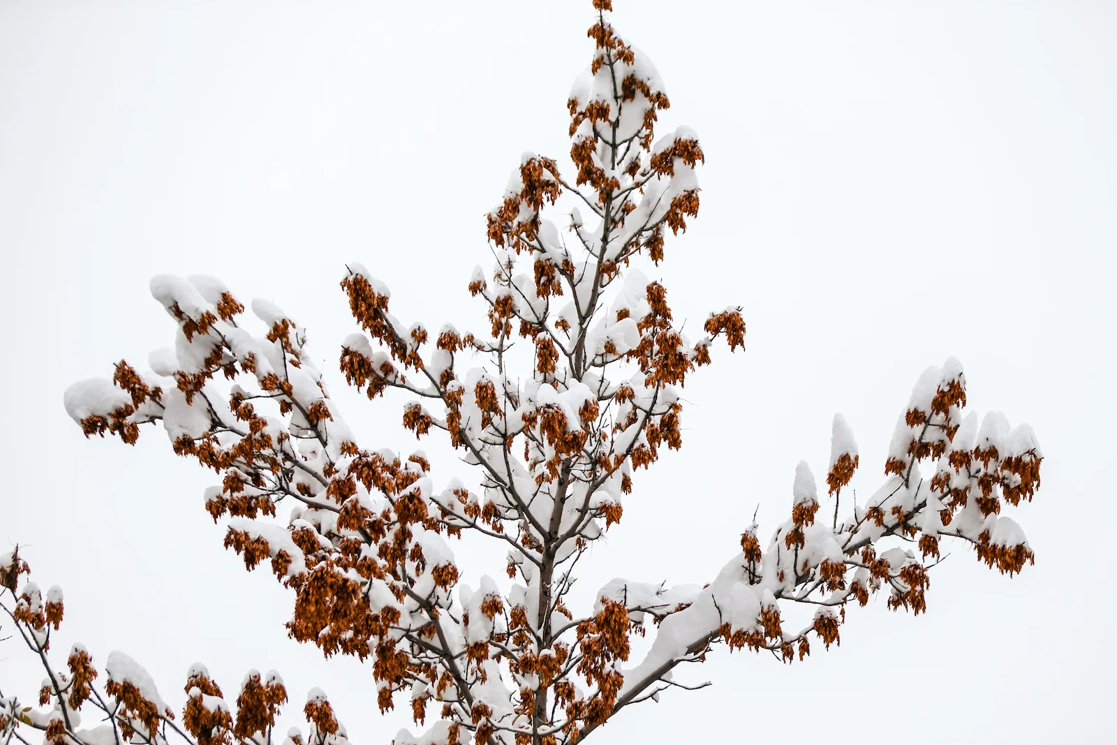 2018 OCTOBER SNOW-11.JPG