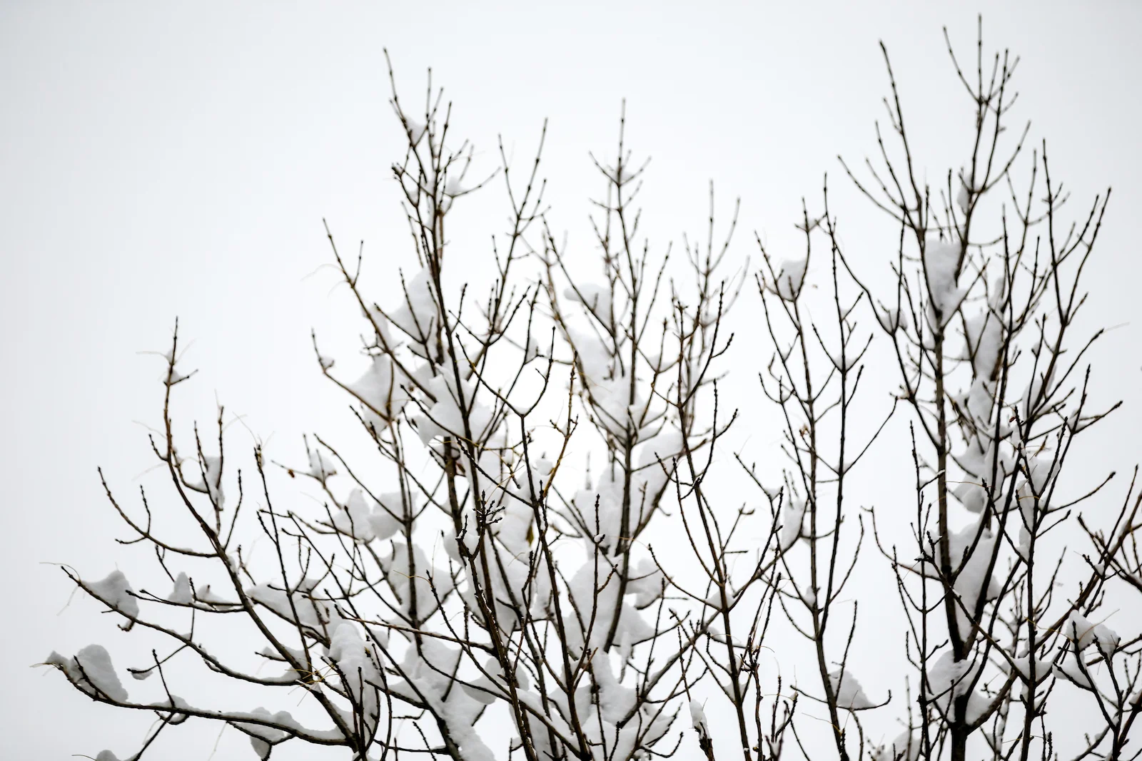 2018 OCTOBER SNOW-13.JPG