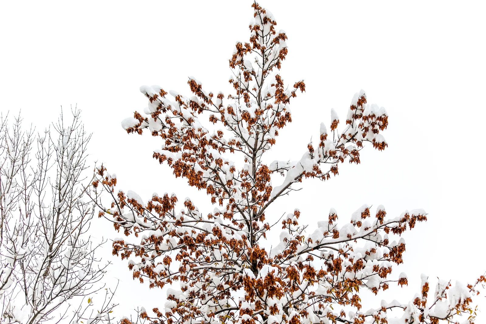 2018 OCTOBER SNOW-12.JPG