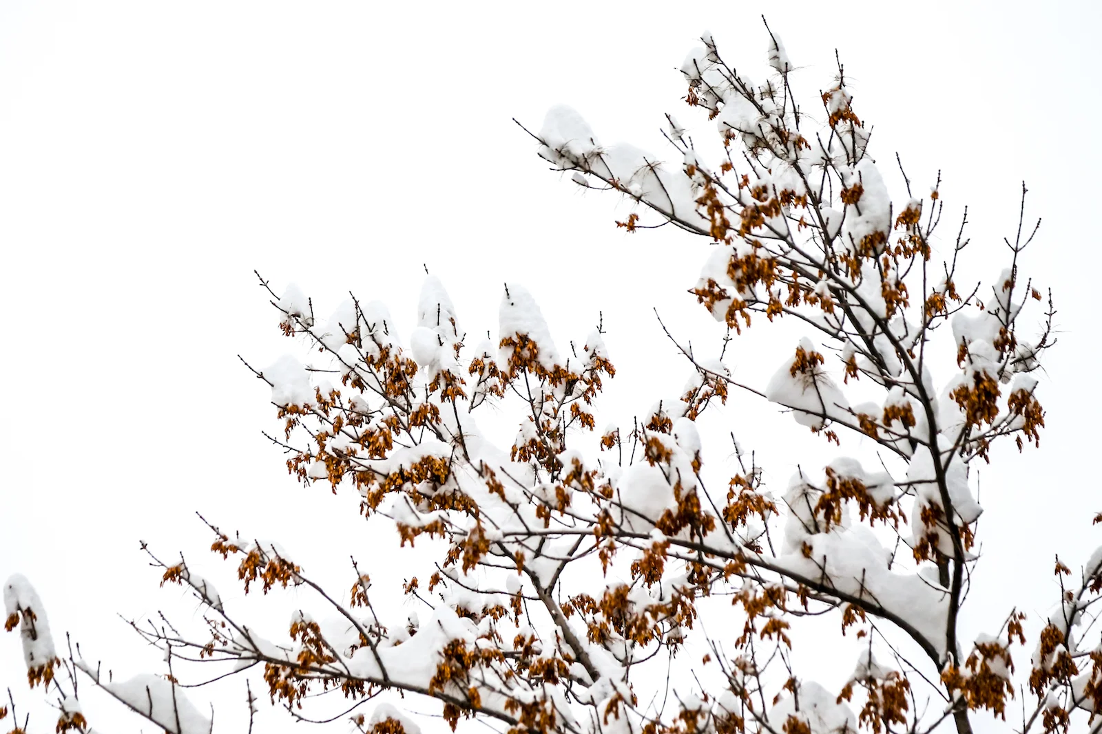 2018 OCTOBER SNOW-15.JPG