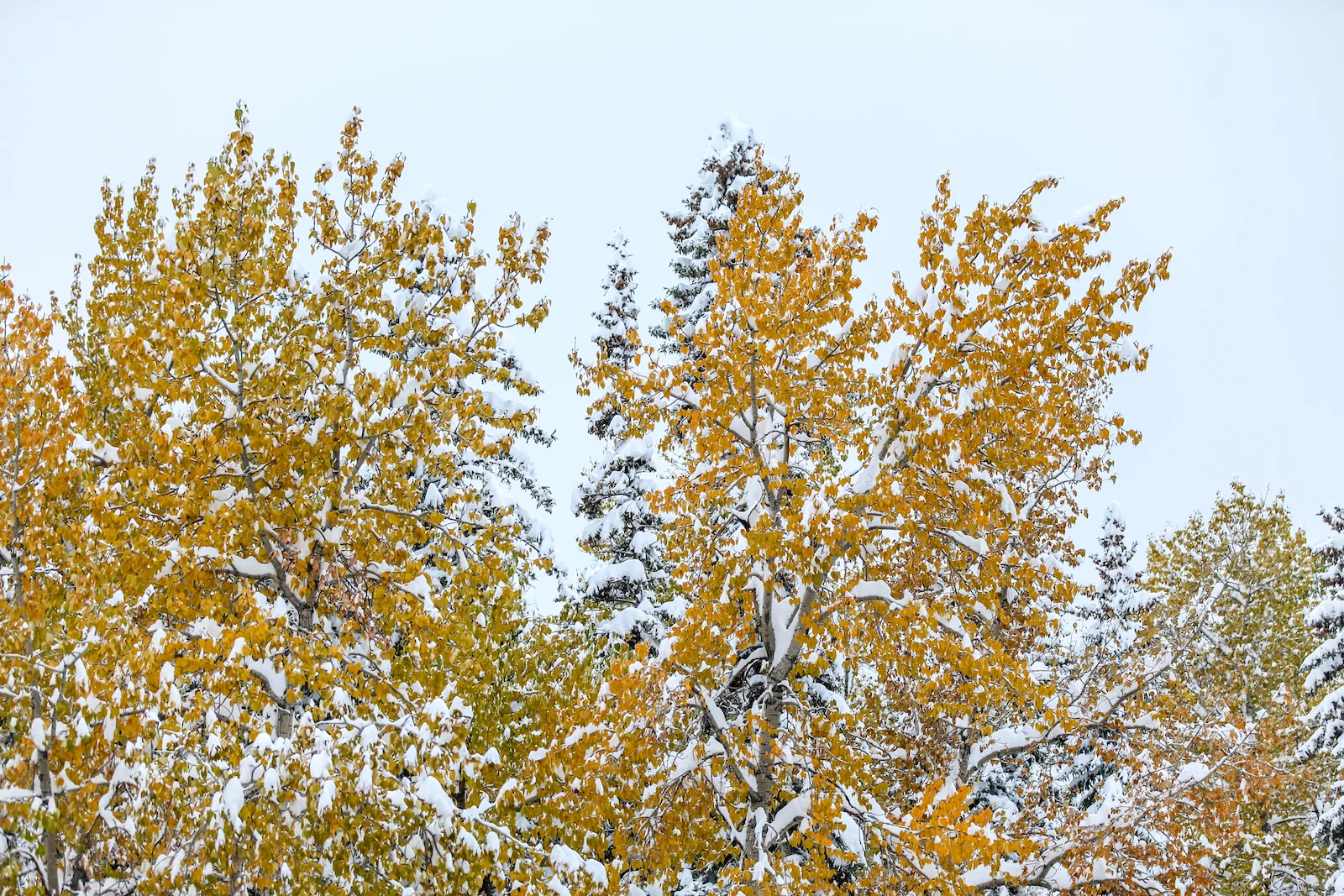 2018 OCTOBER SNOW-19.JPG