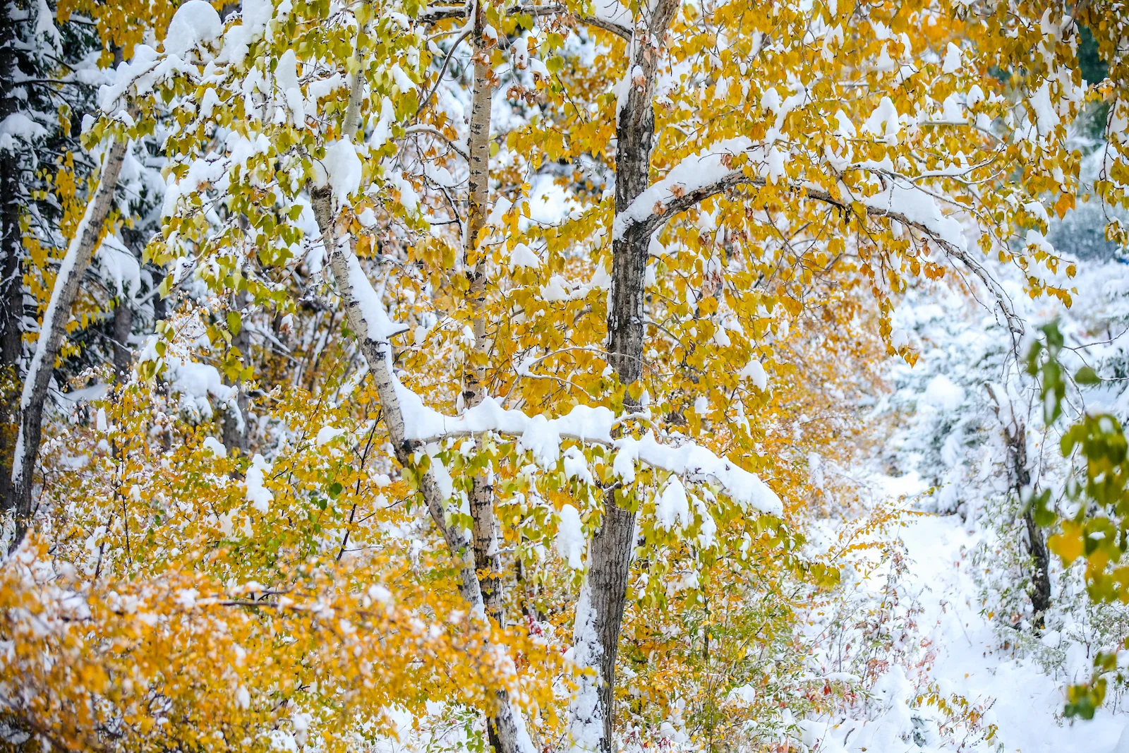 2018 OCTOBER SNOW-22.JPG