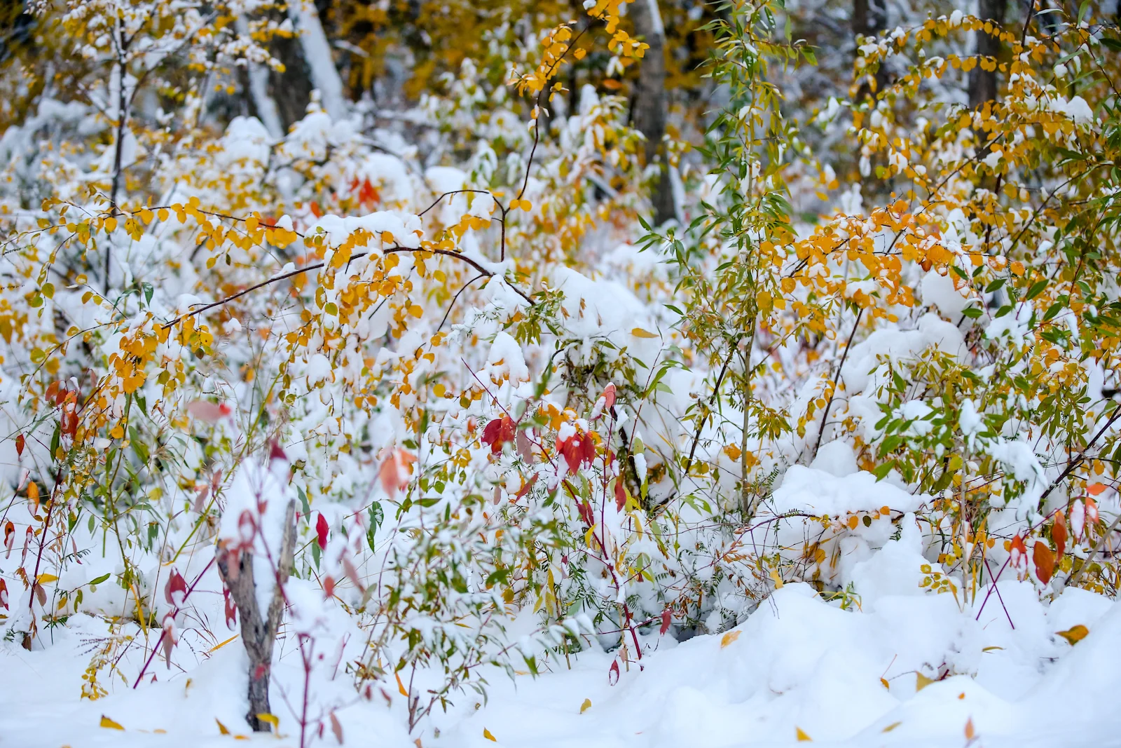 2018 OCTOBER SNOW-28.JPG