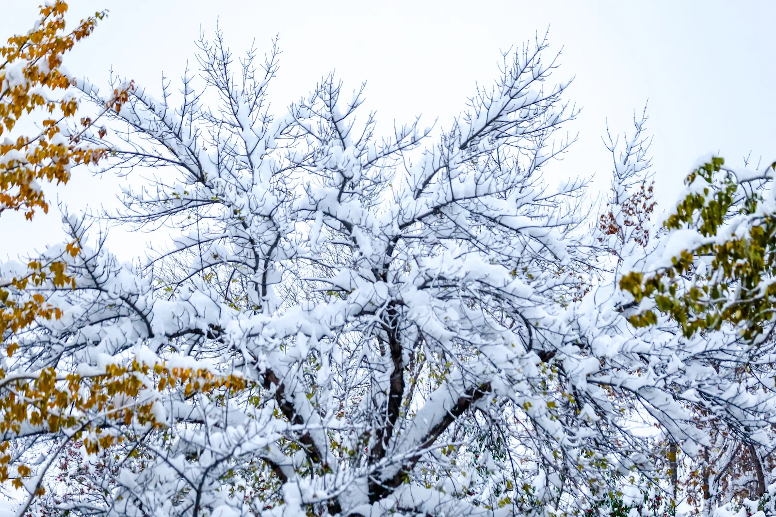 2018 OCTOBER SNOW-29.JPG