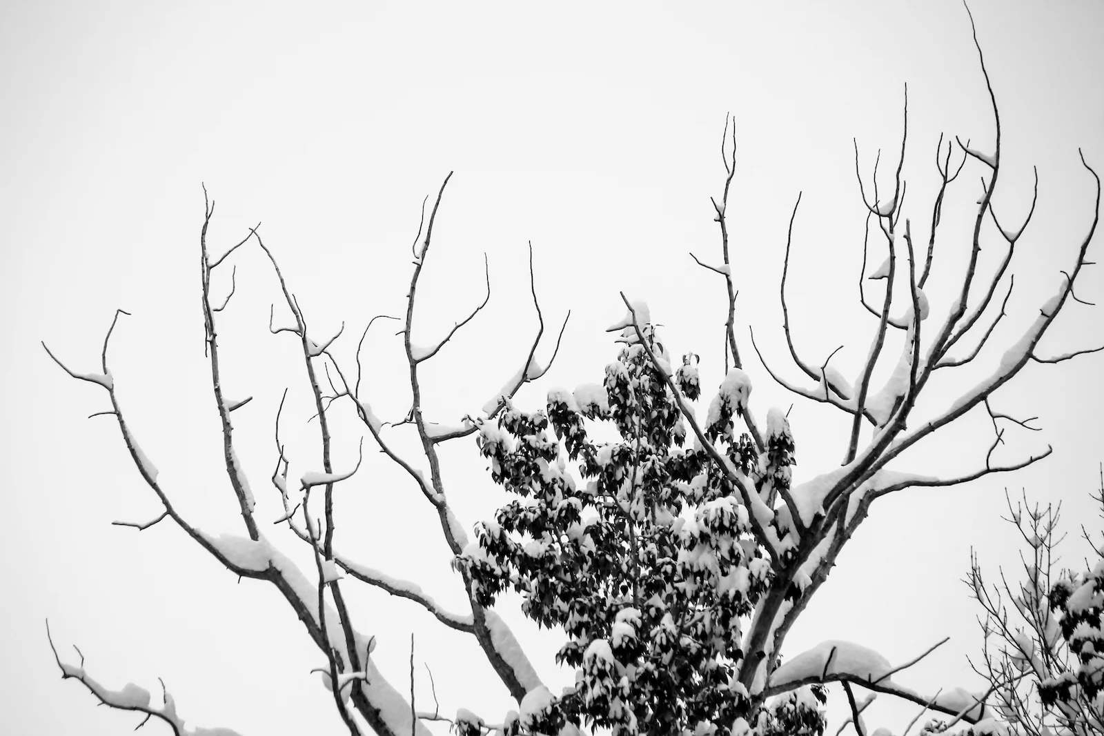 2018 OCTOBER SNOW-34.JPG