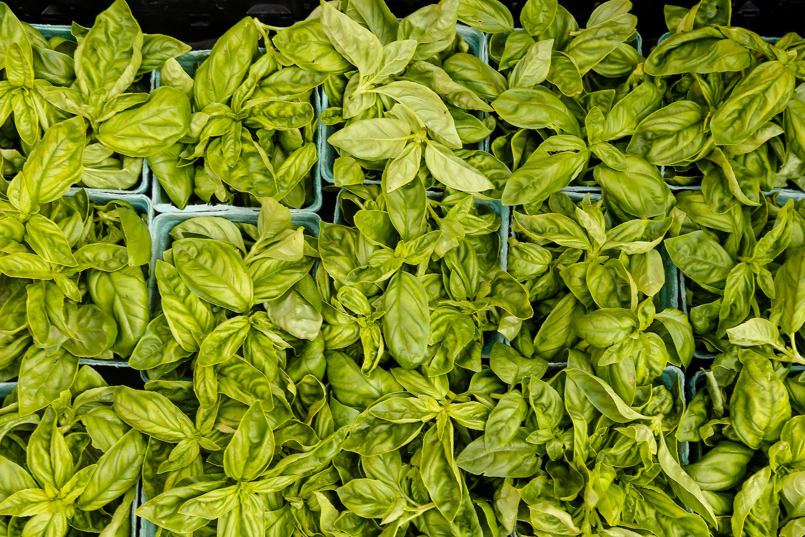 BC ISLANDS GANGES-13.JPG