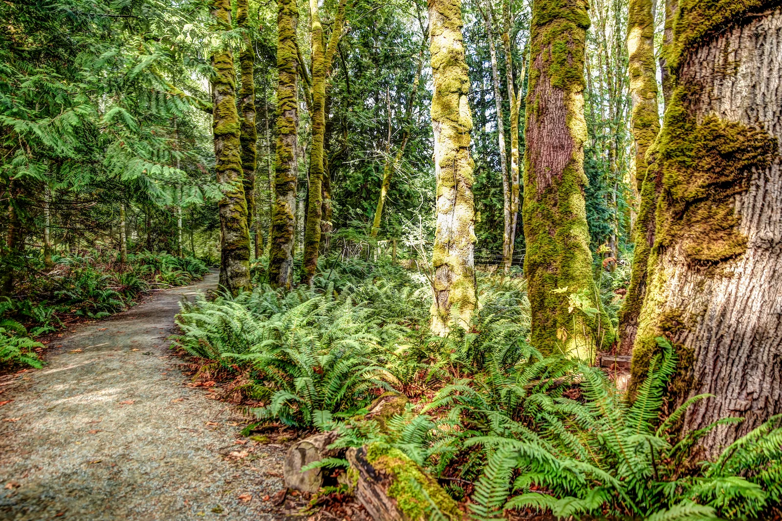 BC ISLANDS GANGES-21.JPG