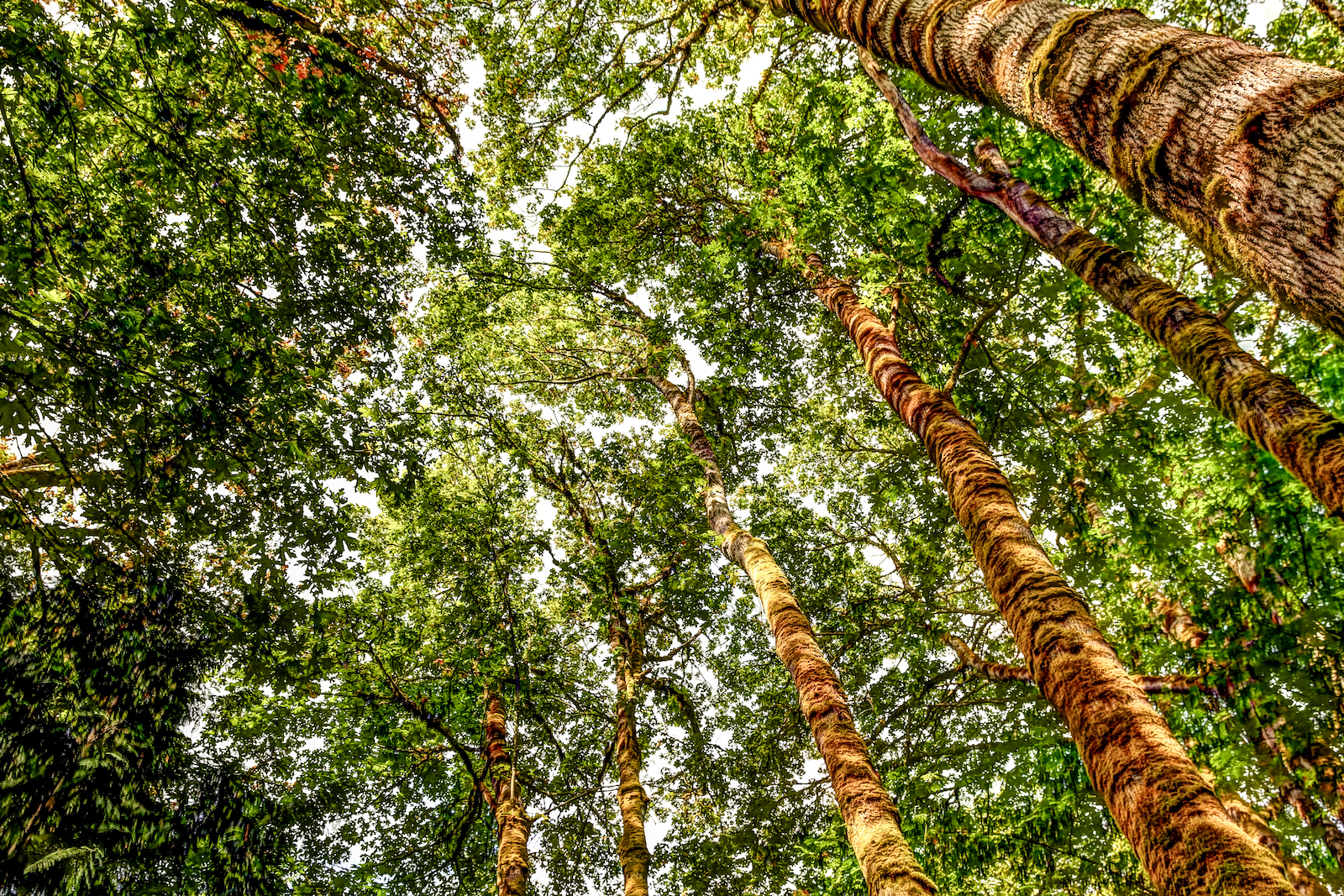 BC ISLANDS GANGES-22.JPG