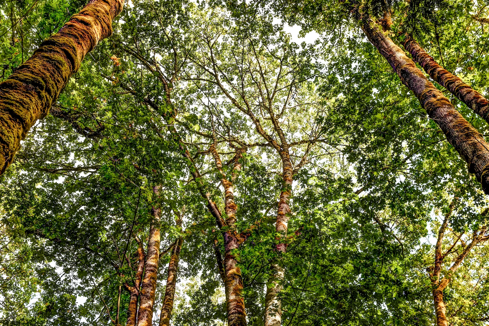 BC ISLANDS GANGES-23.JPG