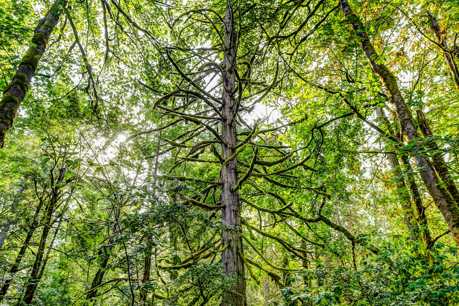 BC ISLANDS GANGES-25.JPG