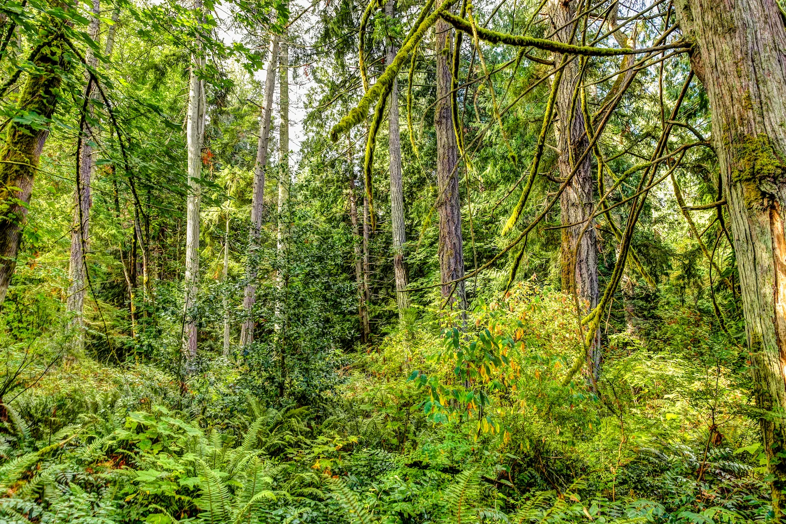 BC ISLANDS GANGES-26.JPG