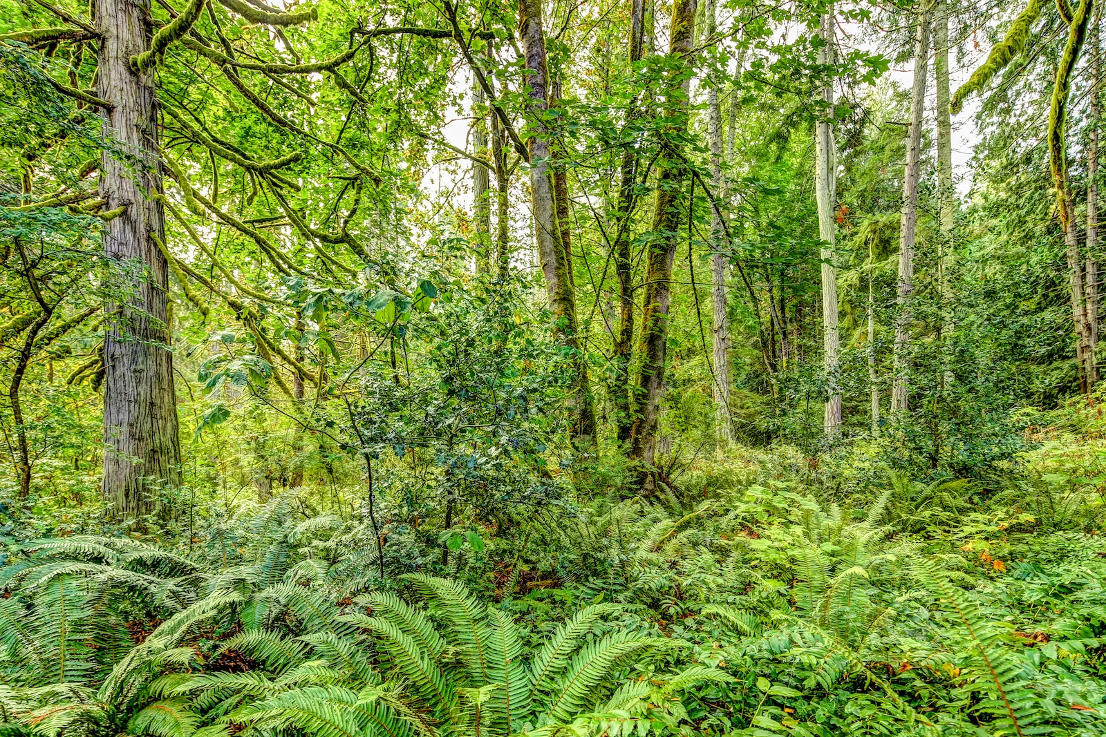 BC ISLANDS GANGES-27.JPG