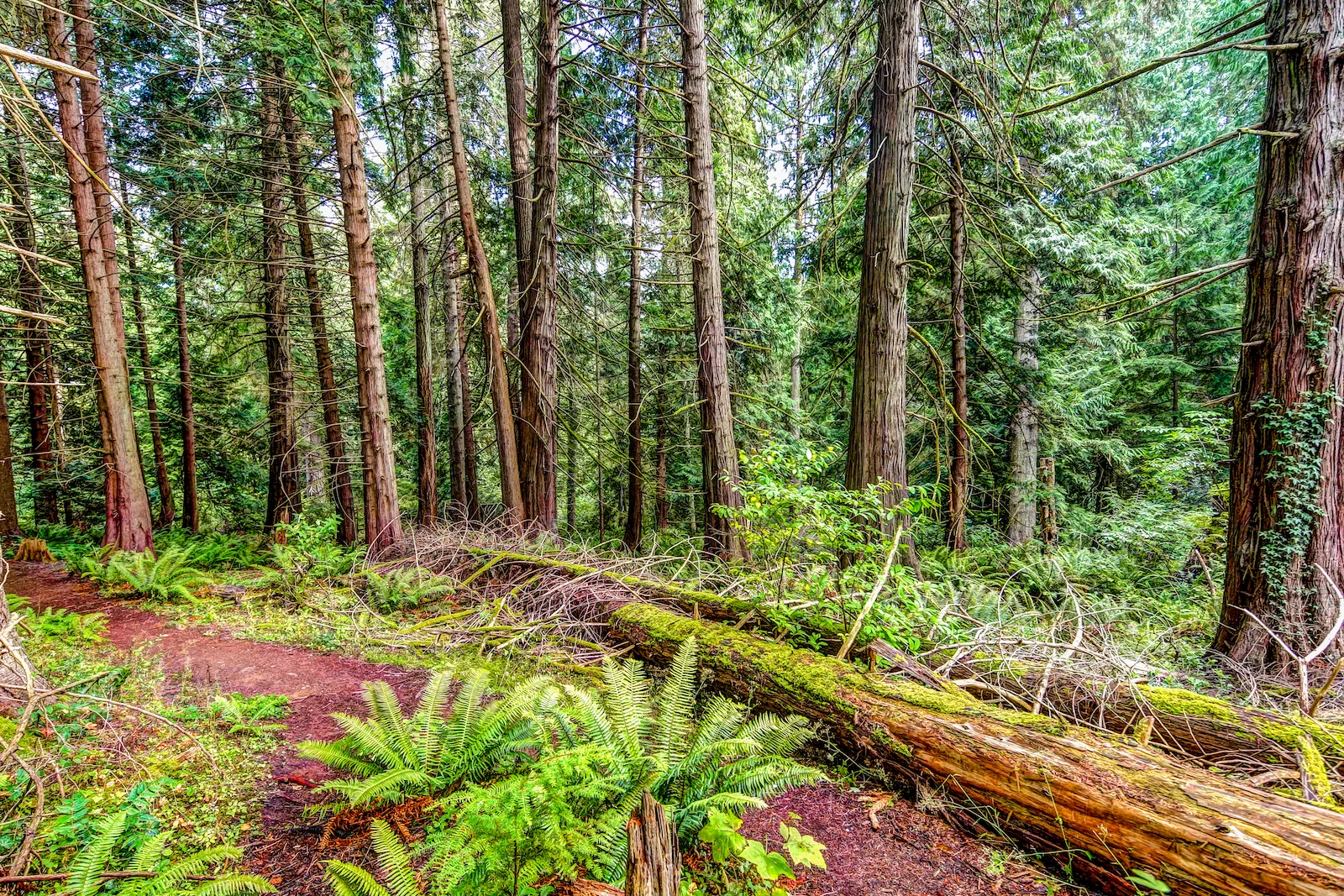 BC ISLANDS GANGES-31.JPG