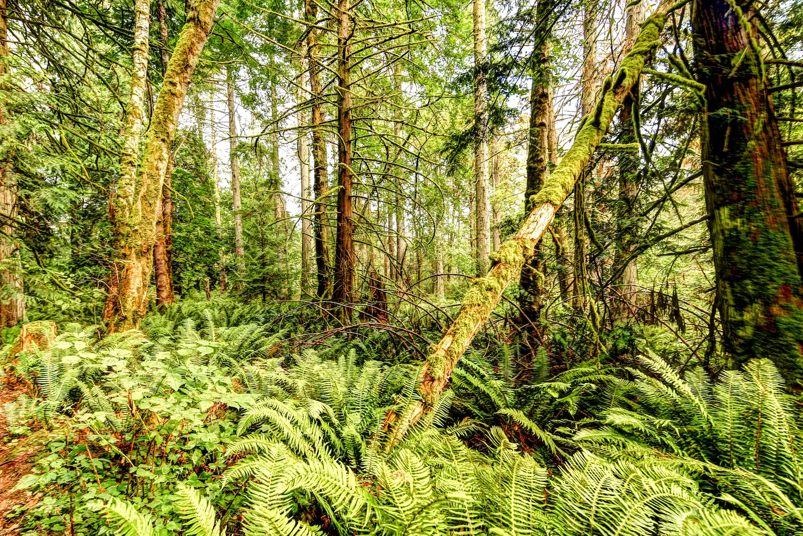 BC ISLANDS GANGES-32.JPG