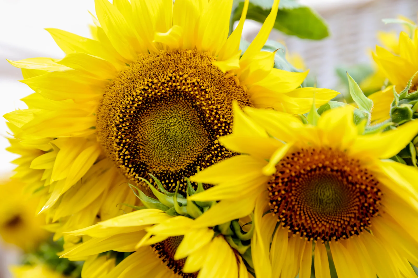 BC ISLANDS GANGES-34.JPG