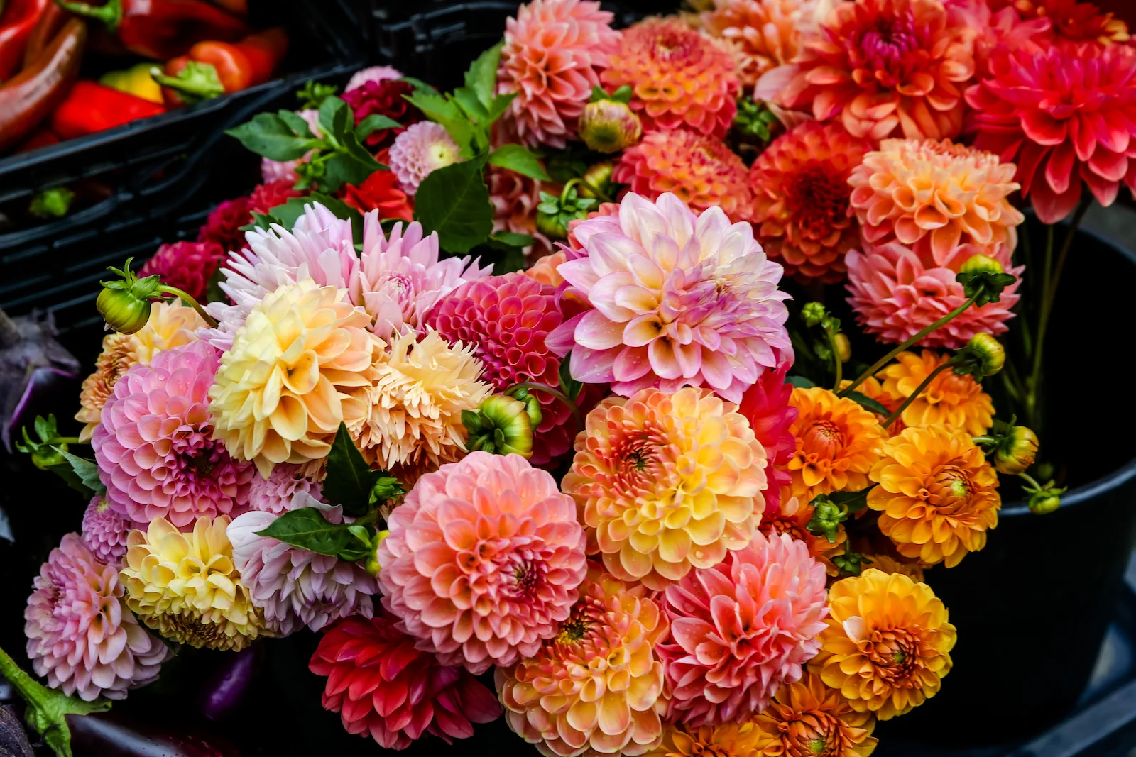 BC ISLANDS GANGES-37.JPG