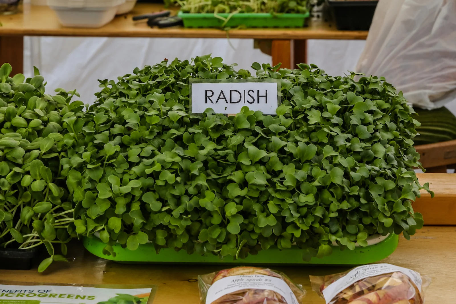 BC ISLANDS GANGES-39.JPG