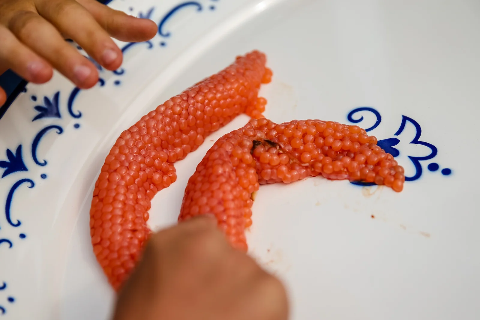 BC ISLANDS REEL ACTION FISHING-16.JPG