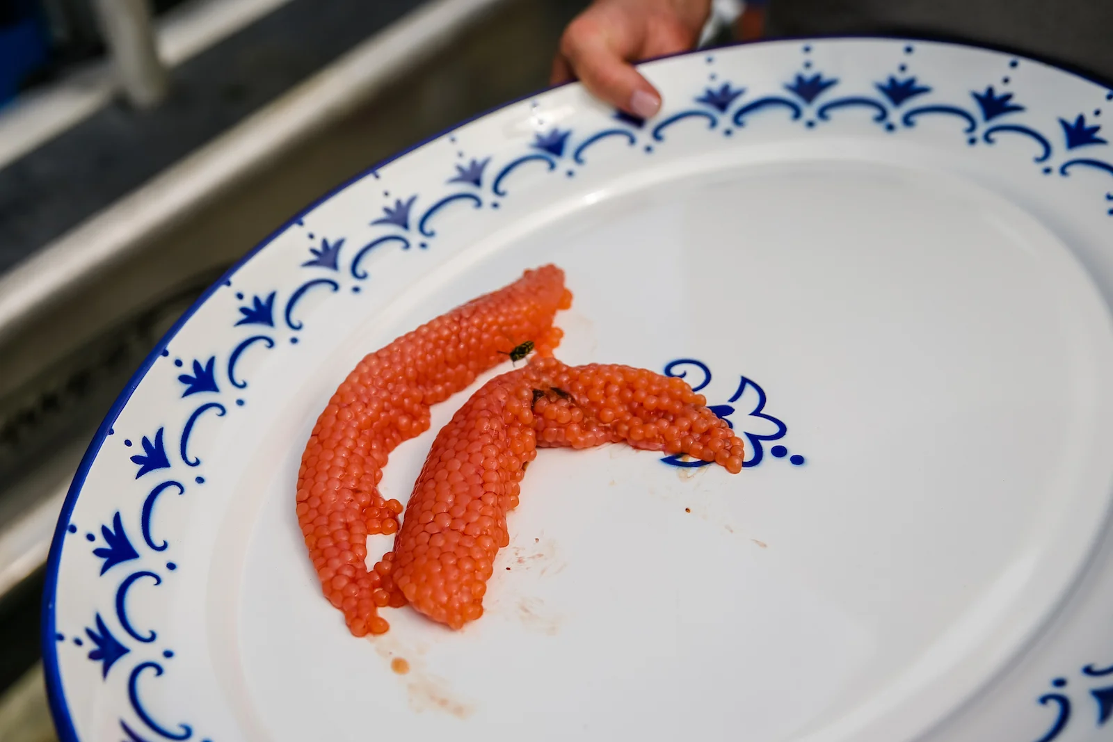 BC ISLANDS REEL ACTION FISHING-18.JPG