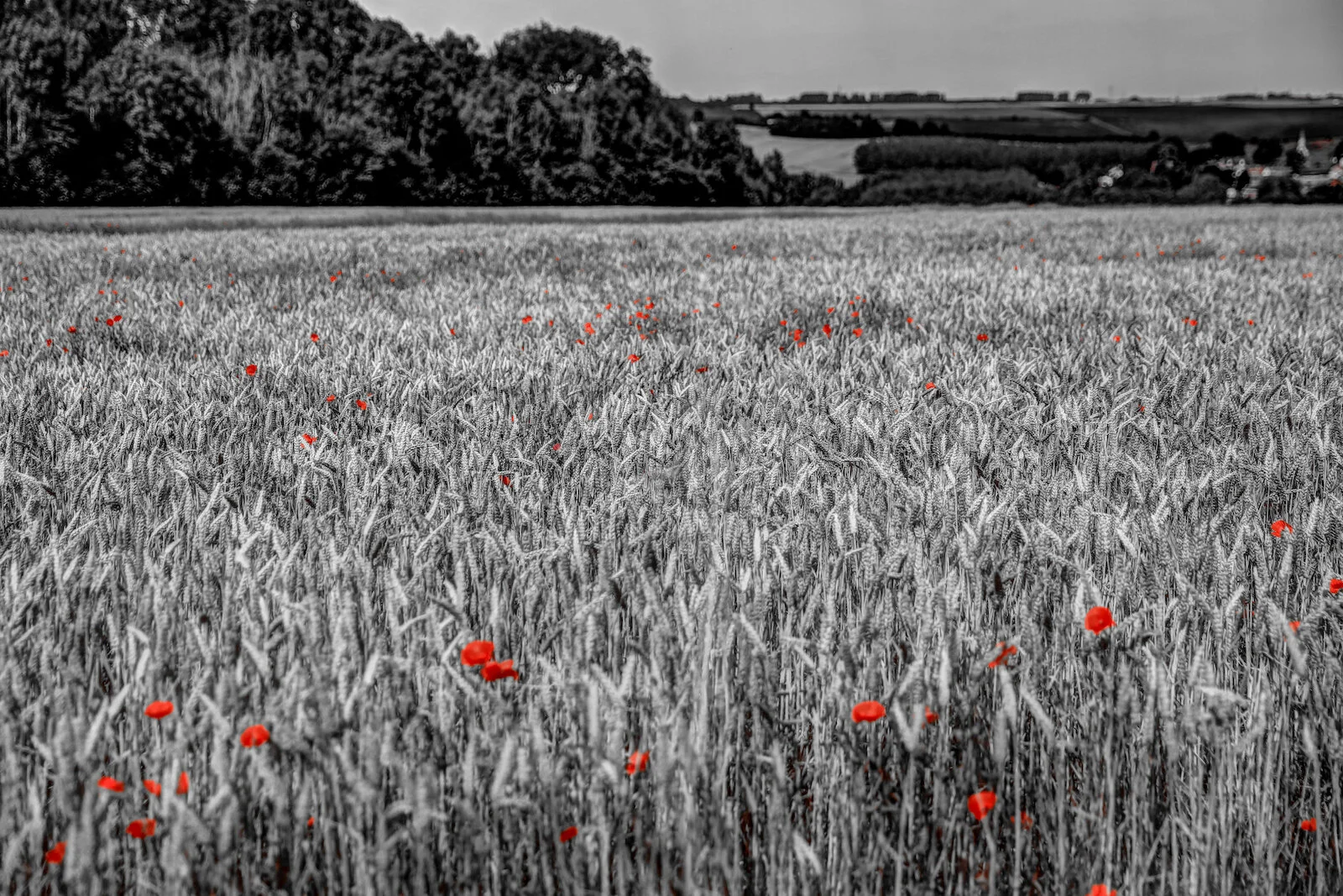 28 2019 SOMME-.JPG