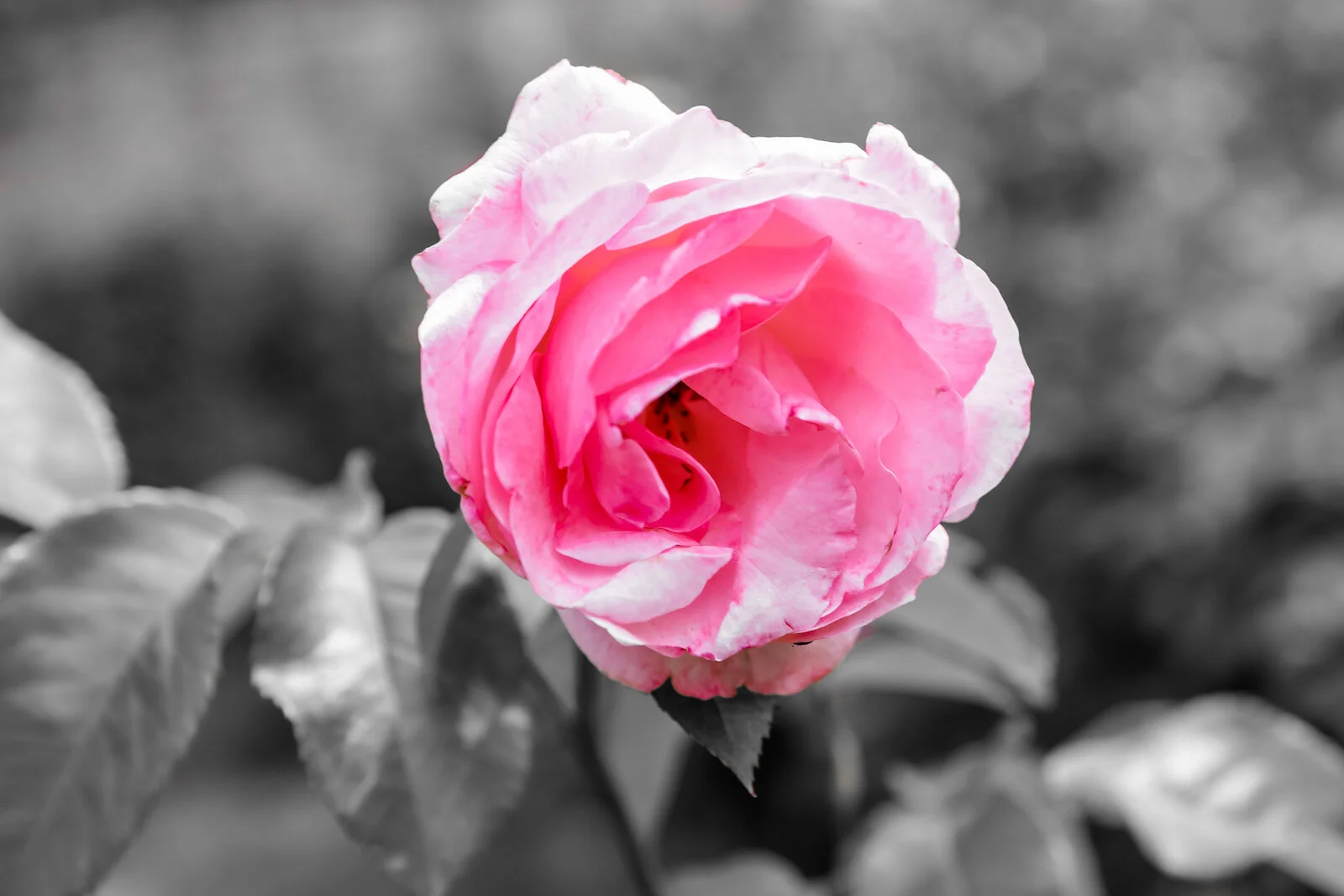 2019 NORMANDY-72.JPG