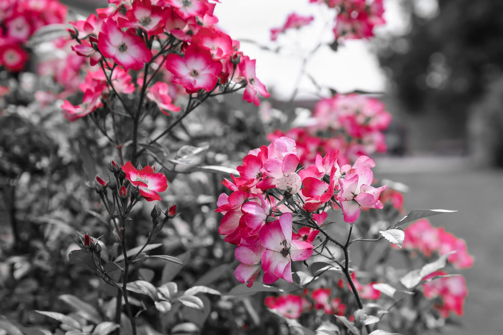 2019 NORMANDY-71.JPG