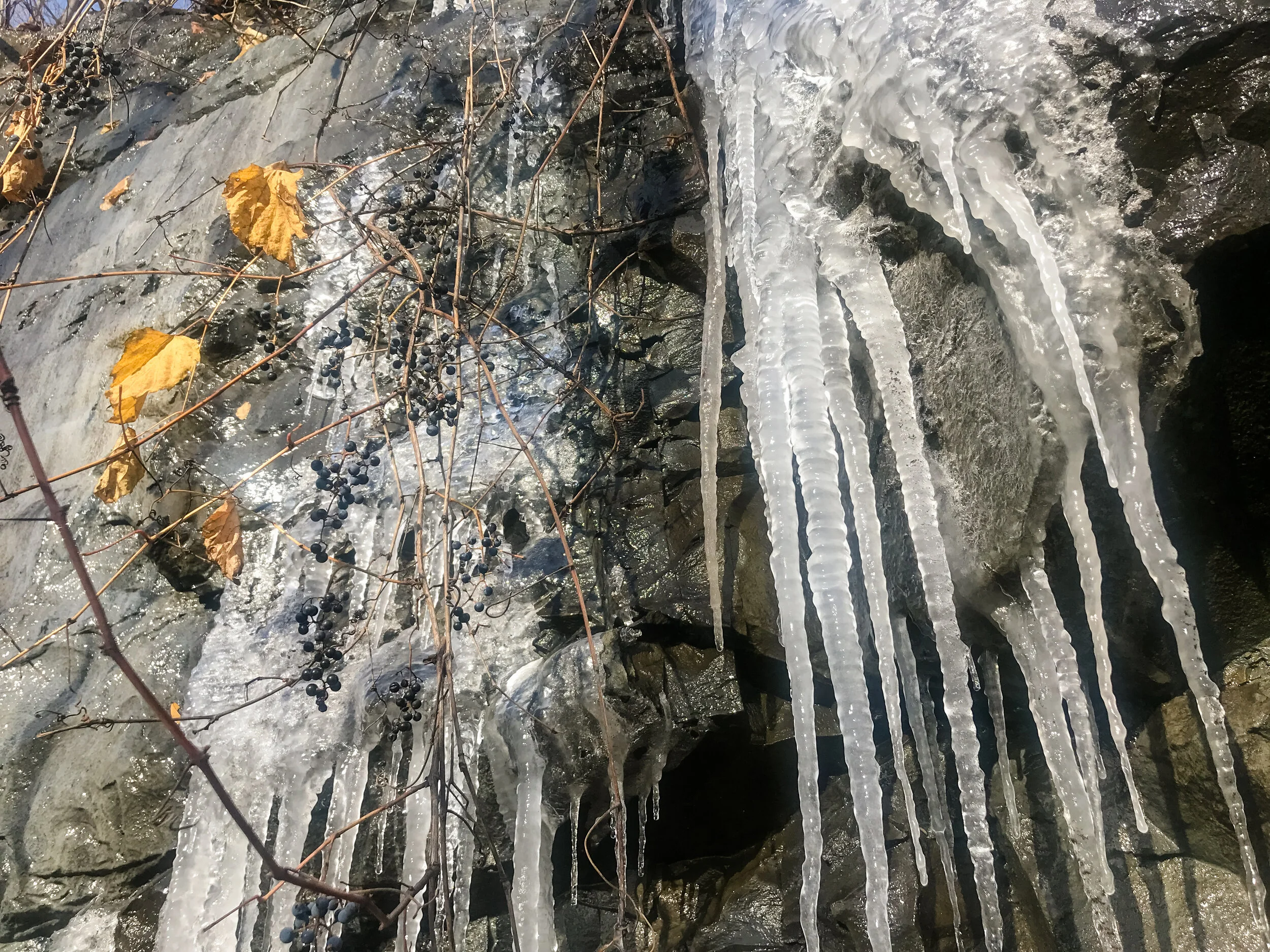 2019 MONTREAL IPHONE-8.JPG