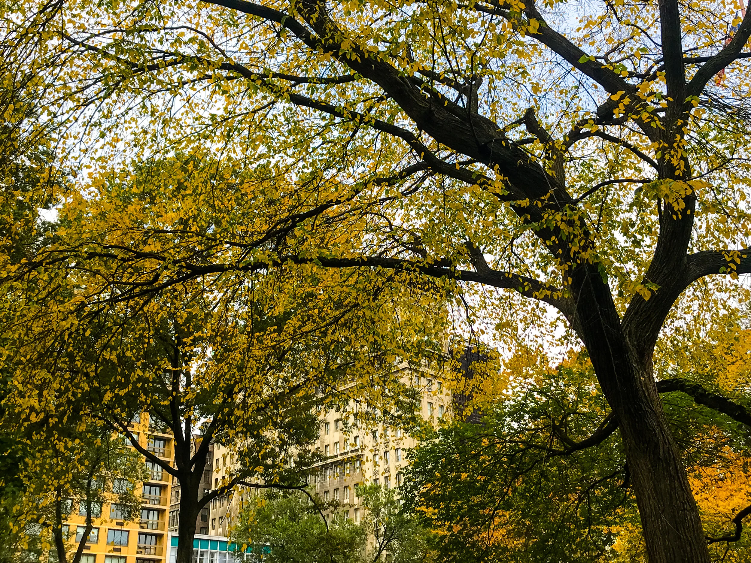 2019 NEW YORK FALL IPHONE-17.JPG