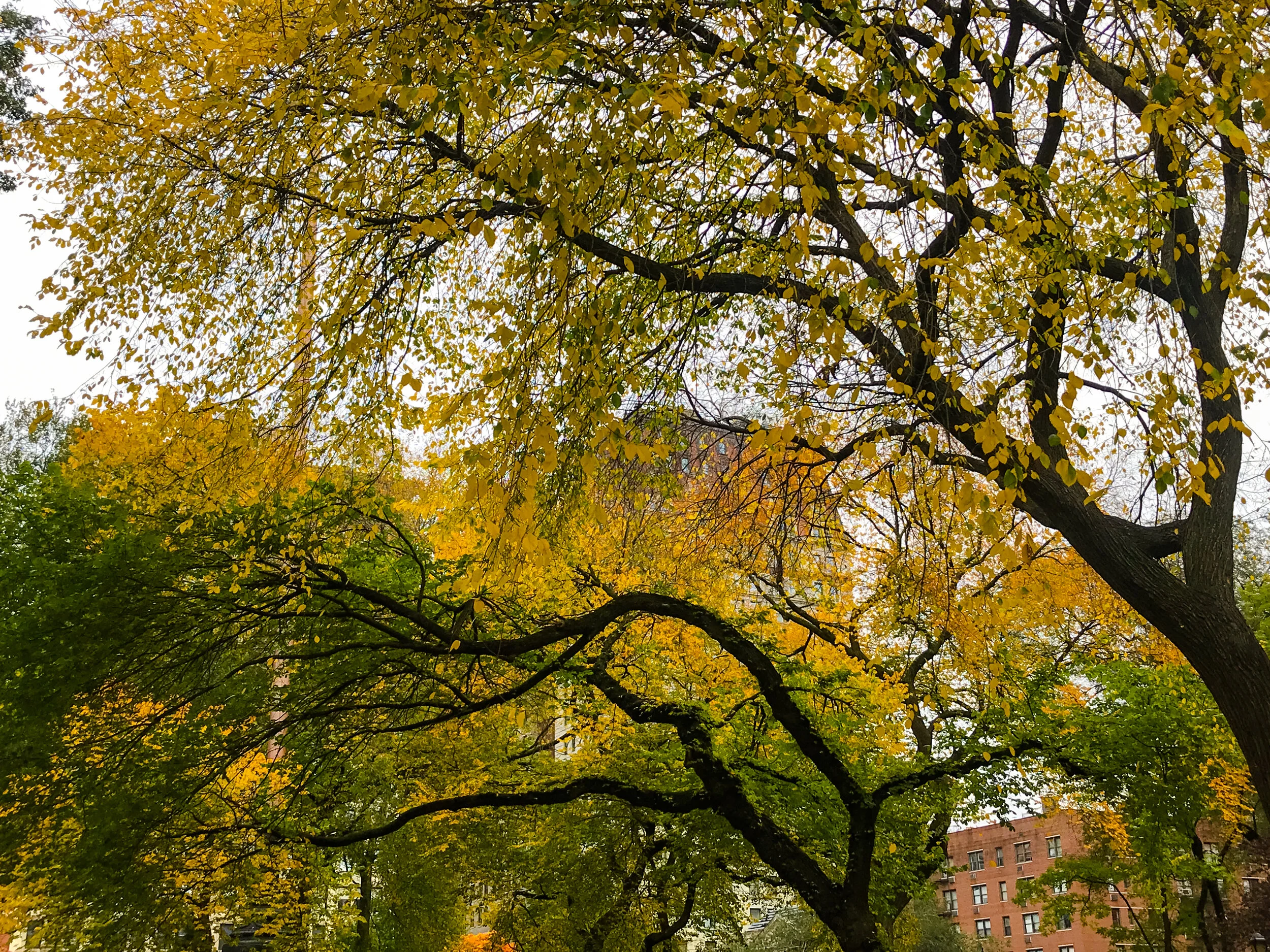 2019 NEW YORK FALL IPHONE-18.JPG