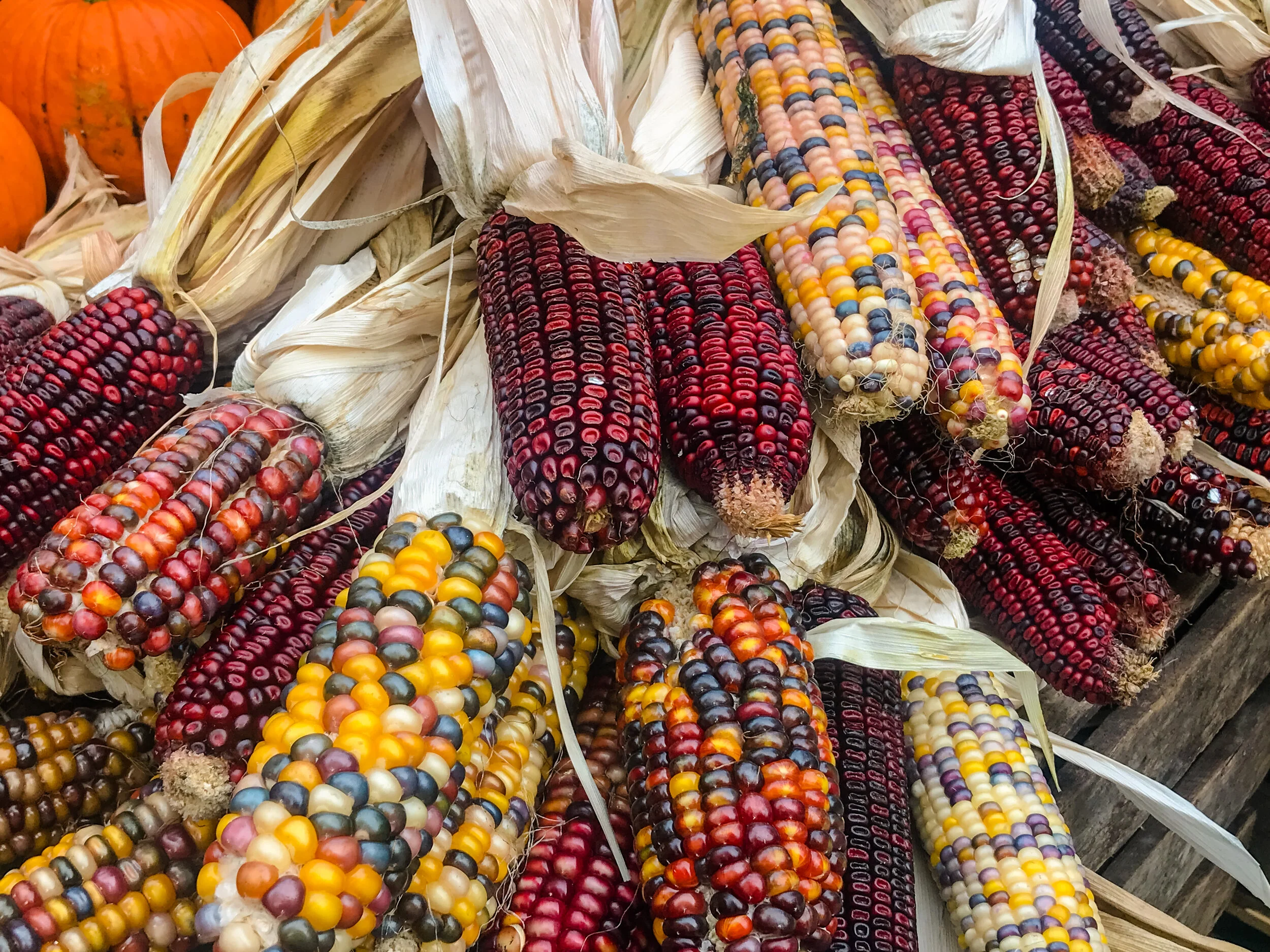 2019 NEW YORK FALL IPHONE-28.JPG