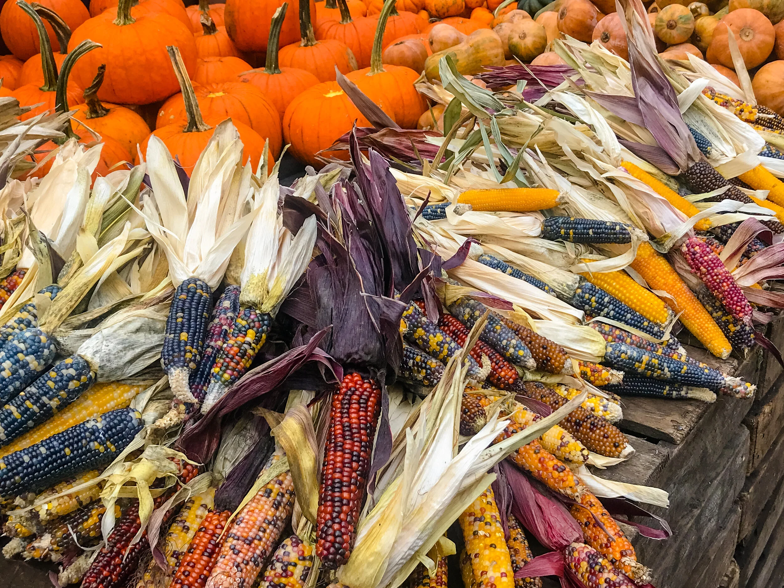 2019 NEW YORK FALL IPHONE-30.JPG