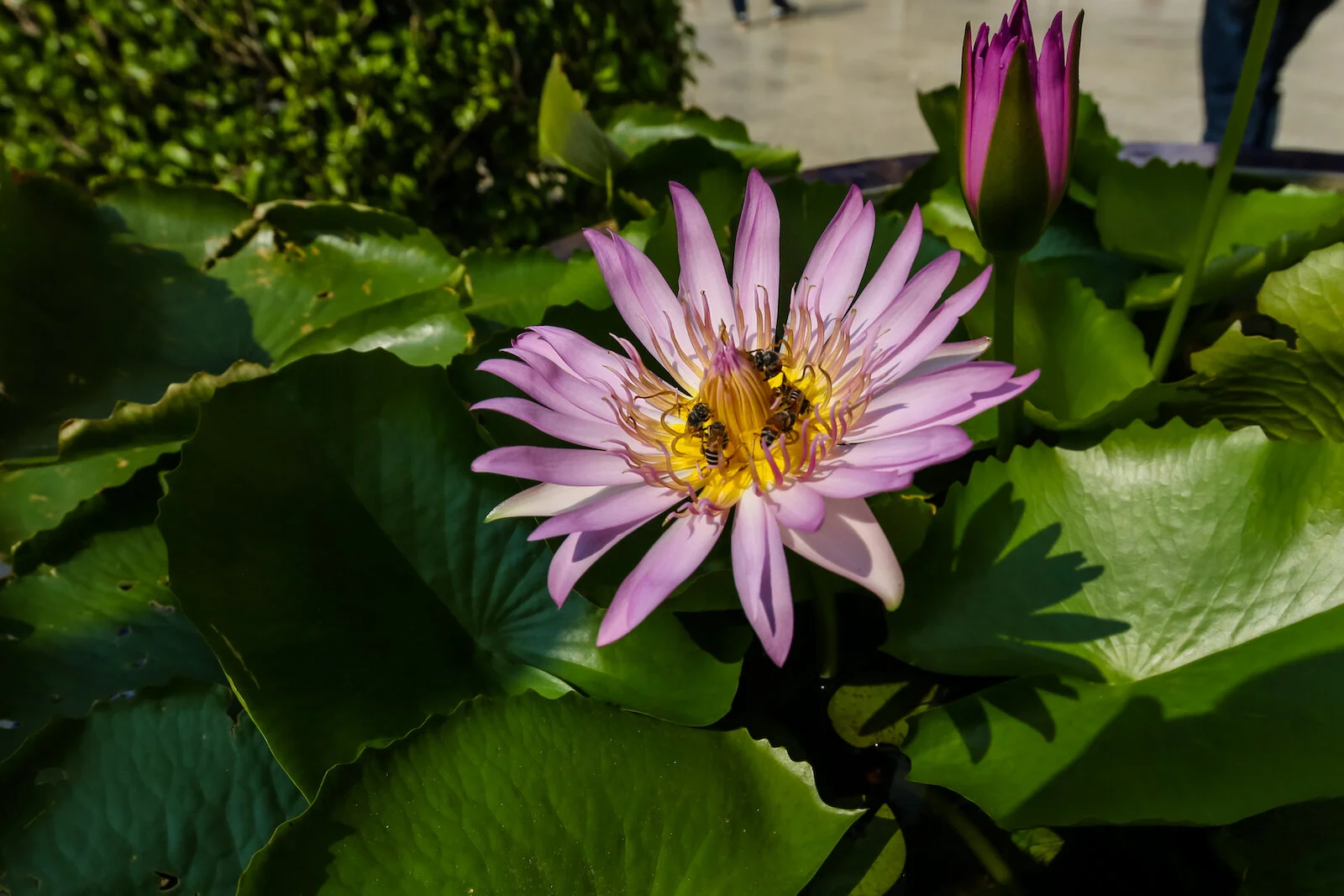 ASIA 2019 BANGKOK-42.JPG