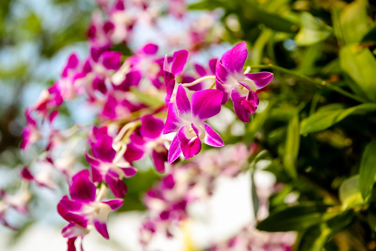 ASIA 2019 BANGKOK-83.JPG