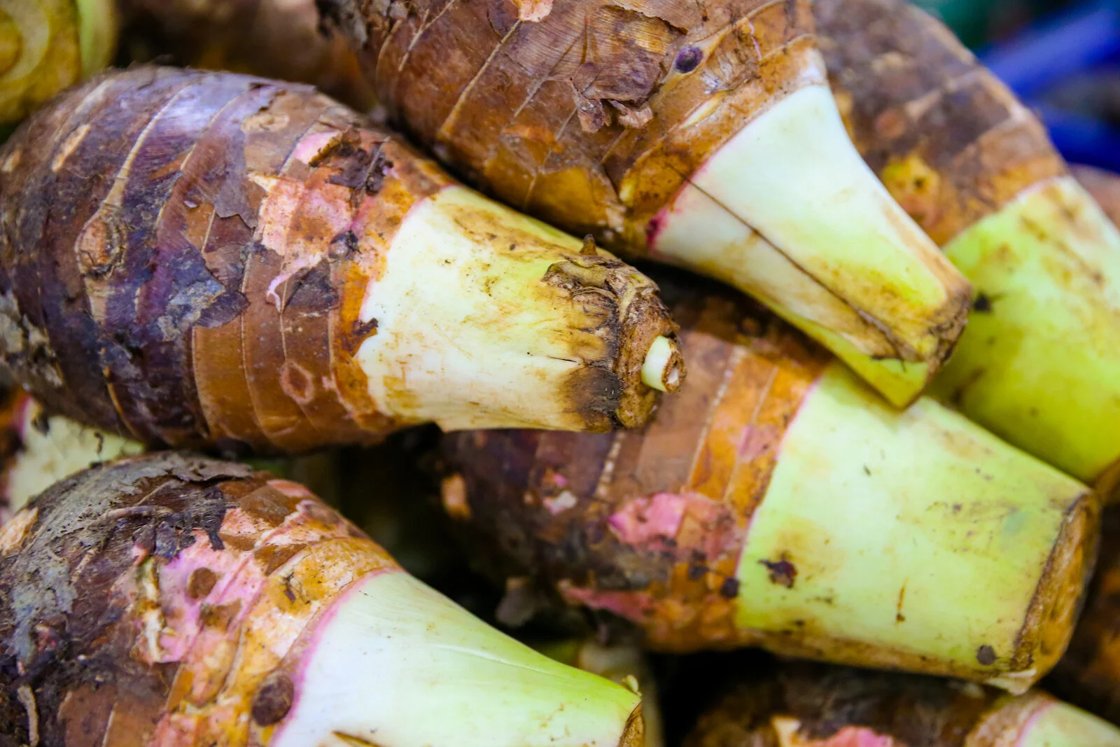 ASIA 2019 BANGKOK-184.JPG