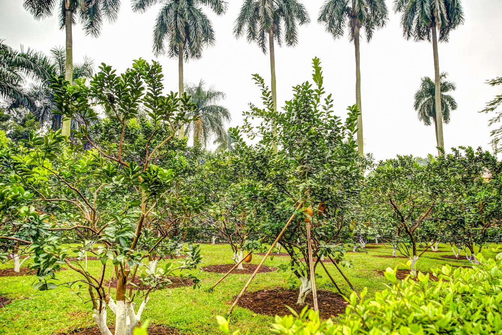 ASIA 2019 HANOI-53.JPG
