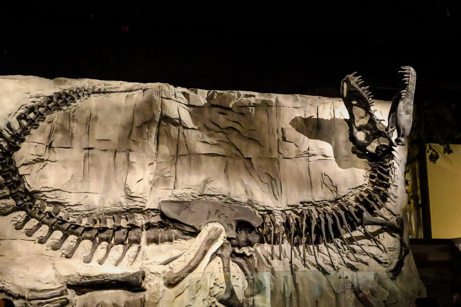 2020 Royal Tyrell Museum16.JPG